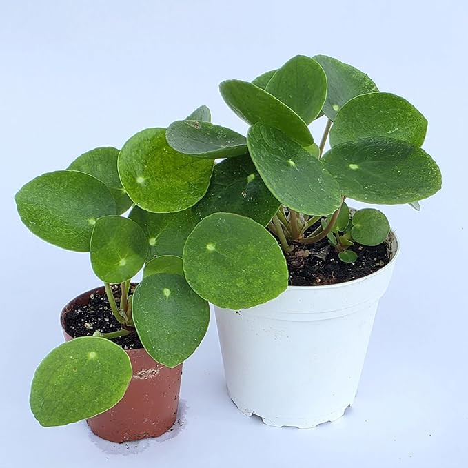 Chinese Money Plant Live (Pilea Peperomioides) | Available in 2.5 Inch & 4 Inch Nursery Pot or Add Our Geometric Self-Watering Planter | Air Purifying (Nursery Pot, 4 inch Pot)