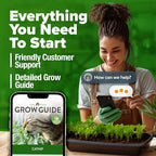 HOME GROWN Catnip Seeds (2 Pack) Heirloom Herb 4232 Seeds - Indoor or Outdoor Seed - High-Germination Cat Nip - Cat Safe Plants (Nepeta cataria)