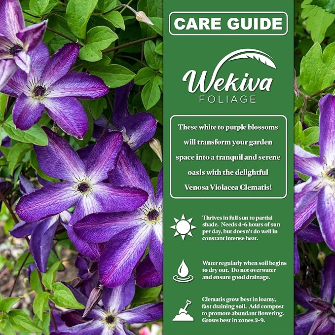 Clematis Venosa Violacea - 4 Live Starter Plants in 2 Inch Growers Pots - Starter Plants Ready for The Garden - Rare Clematis for Collectors