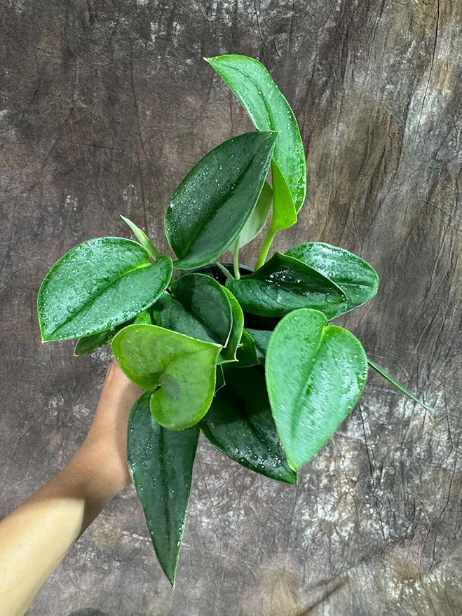 PLANTVERS Scindapsus Treubii ‘Moonlight’ in 4" Grow Pot – Rare Silver-Green Vining Plant – Trailing Indoor Plant - Air Purifying Plant - Tropical Houseplant