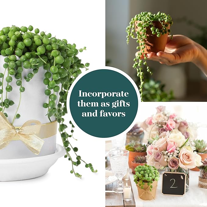 Shop Succulents String of Pearls Succulent Plant 2" Grow Pot Pack of 32