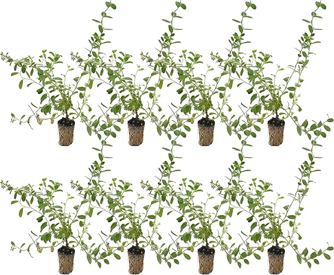 ragnaroc Blue Daze +10" (Evolvulus glomeratus) 8ct - Live Plant for Indoor Outdoor Use, Garden & Landscaping - Live Arrival Guaranteed
