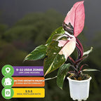 Marble Galaxy Philodendron - Philodendron erubescens by Wellspring Gardens - Variegated Starter Plant - Rare House Plants - Heart-Shaped Pink Plant for Indoor/Outdoor Use (2-Pack)