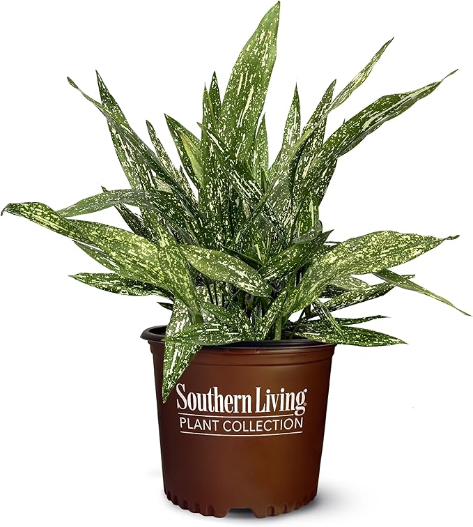 1.5 Gal Tokyo Skies Aspidistra - Variegated Cast Iron Plant