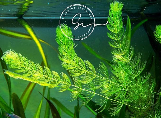 Swimming Creatures™ Live Aquarium Plants (2 Large Bunch Hornwort)