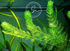 Swimming Creatures™ Live Aquarium Plants (2 Large Bunch Hornwort)