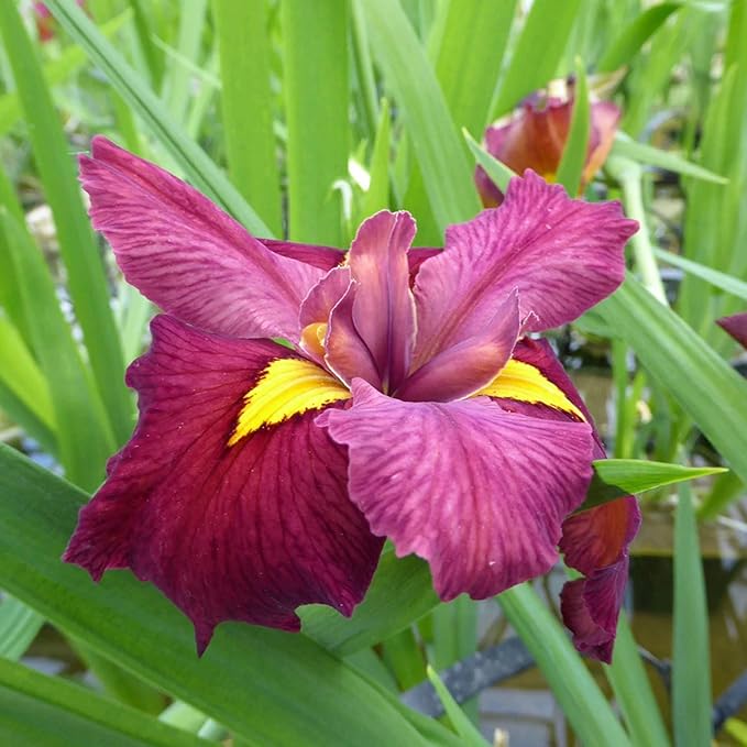 Iris ‘Ann Chowning’, a Great Live Pond Plant for Your Water Garden. Filters The koi and Goldfish Pond. Good for Bogs, Plant Shelf or Shallow Water This marginal Aquatic is a Real Beauty