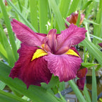 Iris ‘Ann Chowning’, a Great Live Pond Plant for Your Water Garden. Filters The koi and Goldfish Pond. Good for Bogs, Plant Shelf or Shallow Water This marginal Aquatic is a Real Beauty