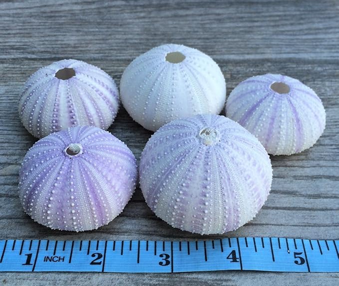 Nautical Crush Trading Sea Urchins Shells for Air Plants - 5 Purple (1.5-2.5") Sea Urchin Shells - Hanging Air Plant Holder - Air Plants Live Holders - Air Plant Pot - No Plants Included