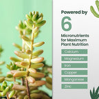 16oz Succulent Fertilizer - Makes 32 Gallons of Succulent Plant Food for Succulents Plants Live, Liquid Fertilizer for Succulents - Promotes Vibrant Leaves, Resilient Roots, and Plump Growth
