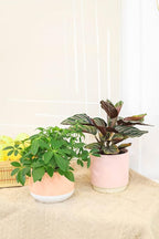 Schefflera Arboricola - Dwarf Umbrella Tree (4" Grower Pot) - Tropical Houseplant - Low Light and Healthy Houseplant - Easy to Care Indoor Houseplant