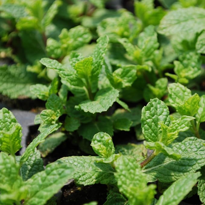 Bonnie Plants Sweet Mint, Live Plants, with Miracle-Gro Pour & Feed Singles Ready-to-Use Plant Food, 4-Pack, Easy-to-Grow Classic Mint is Great for Container Gardens, 19.3 oz.