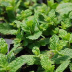 Bonnie Plants Sweet Mint, Live Plants, with Miracle-Gro Pour & Feed Singles Ready-to-Use Plant Food, 4-Pack, Easy-to-Grow Classic Mint is Great for Container Gardens, 19.3 oz.