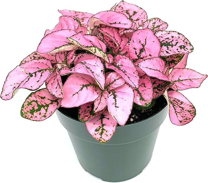 Hypoestes Pink Splash Live Potted House Plants Air Purifying in 2" Pot