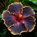 200 Hibiscus Flower Seeds for Planting, Mixed Color Rare Hibiscus Flower Seed, Non-GMO Heirloom Variety Bonsai Seed for Home Garden, Potted Decoration