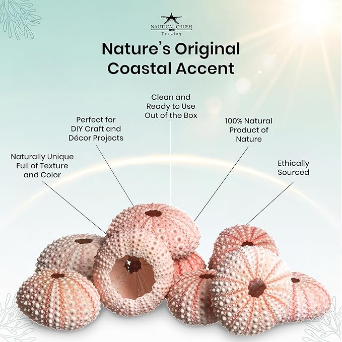 Nautical Crush Trading Sea Urchins Shells for Air Plants - 10 Pink (1-2") Sea Urchin Shells - Hanging Air Plant Holder - Air Plants Live Holders - No Plants Included