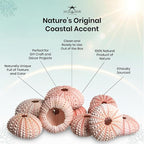 Nautical Crush Trading Sea Urchins Shells for Air Plants - 10 Pink (1-2") Sea Urchin Shells - Hanging Air Plant Holder - Air Plants Live Holders - No Plants Included