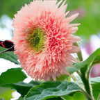 50pcs Pink Pooh Sunflower Seeds - Unique Pink Blooms, Non-GMO, Heirloom, Organic - Ideal for Zones 5-10