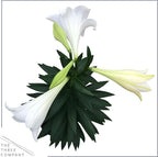 Live Flowering Easter Lily in Deco Cover, 3+ Blooms Per Plant, 12" Tall by 6" Wide in 1.25 Qt Pot