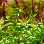 Ultum Nature Systems Glossostigma Elatinoides Tissue Culture Live Plant for Aquarium, Aquascape, Freshwater Fish Tanks - 100% Snail Free in Vitro