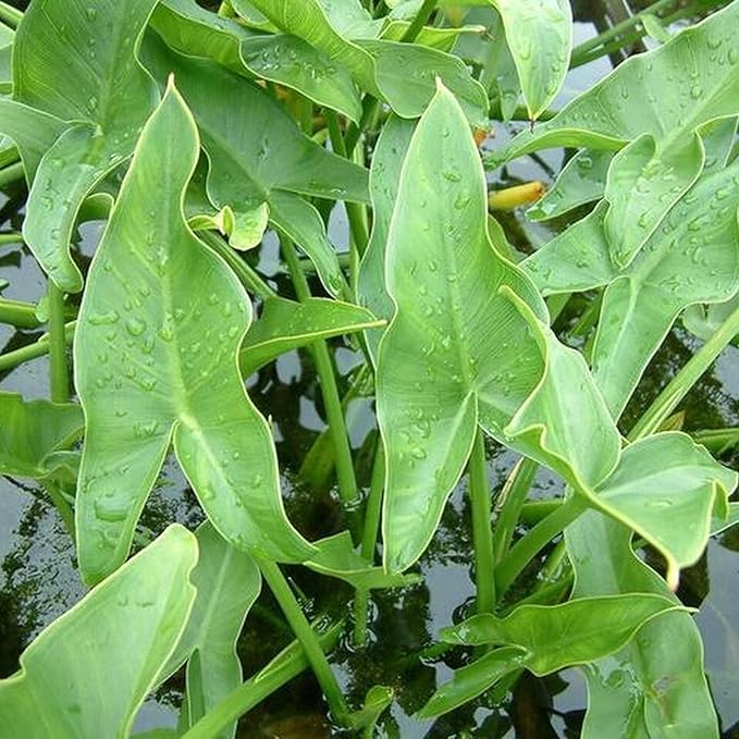 Chalily Arrow Arum, a Great Live Pond Plant for Your Water Garden. Filters The koi and Goldfish Pond. Good for Bogs, Plant Shelf or Shallow Water This marginal Aquatic is a Real Beauty