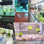 10 Pack Aquarium Moss Ball Holder Aquatic Plants Holder Habitat Floating Ball for Fish Tank Freshwater Aquarium Plant Decor Alternanthera Lilacina Amazon Sword Echinodorus Bleheri Java Fern