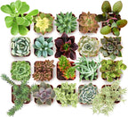 Shop Succulents Collectors Succulent Plant Pack Collection - Live Mini Succulent Plants, Low Maintenance, Colors & Textures - Wedding and Party Favors, Gift & Garden, Pack of 32