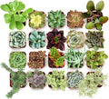 Shop Succulents Collectors Succulent Plant Pack Collection - Live Mini Succulent Plants, Low Maintenance, Colors & Textures - Wedding and Party Favors, Gift & Garden, Pack of 256