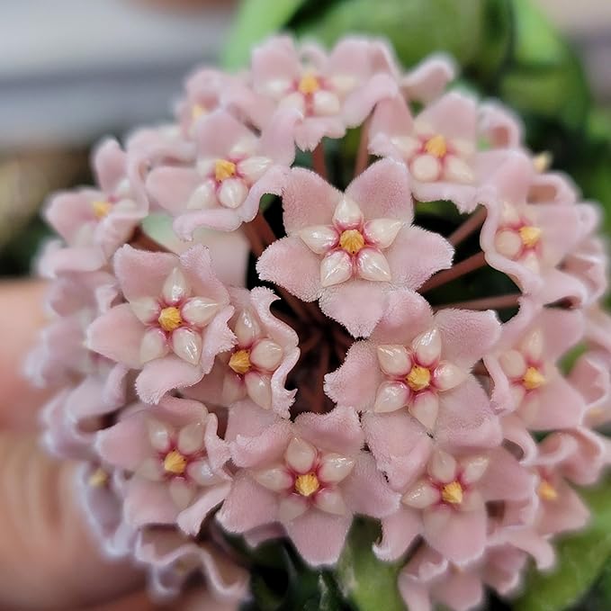 6" Hoya Compacta aka Hoya Hindu Rope in Hanging Pot Live Hoya Plant Air-Purifying Plant(Hoya Compacta, 6" Hanging Pot with Multiple Plants, Very Short Right Now)