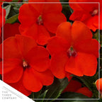 Live Flowering Sunpatiens - Orange (2 Plants Per Pack), Beautiful Annual Summer Color, 10" Tall by 6" Wide in 1 Quart Pot