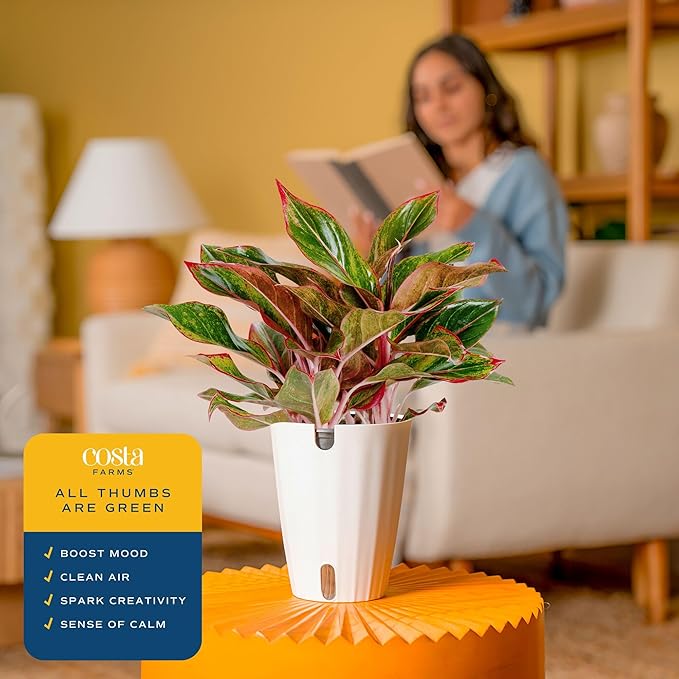 Costa Farms Red Chinese Evergreen Live Indoor Plant, Easy Care Houseplant in Modern Decor Planter, Excellent Housewarming Gift, Unique Home Decor, Room Décor, 15-Inches Tall