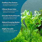 SubstrateSource Live Aquarium Stem Plants - Freshwater Aquatic Plant for Fish Tanks, Aquascaping - (Limnophila Belem, 4 Bunches)
