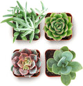 Shop Succulents Everything Mini Succulent Plant Pack – Live Mini Succulent Plants, Assorted Colorful Mix, Easy Care Houseplants – Gardening, Terrariums, Gifts & Party Favors, 2" Pots