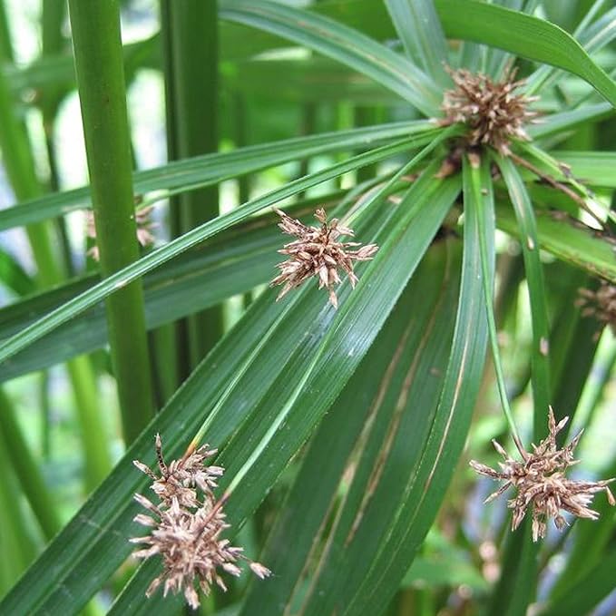 Umbrella Palm, a Great Live Pond Plant for Your Water Garden. Filters The koi and Goldfish Pond. Good for Bogs, Plant Shelf or Shallow Water This marginal Aquatic is a Real Beauty