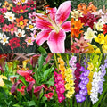 Complete Flower Bulb Garden - 75 Bulbs for 50 Days of Continuous Blooms (Summer Color from July Through October) - Easy to Grow Summer Planting Bulbs by Willard & May