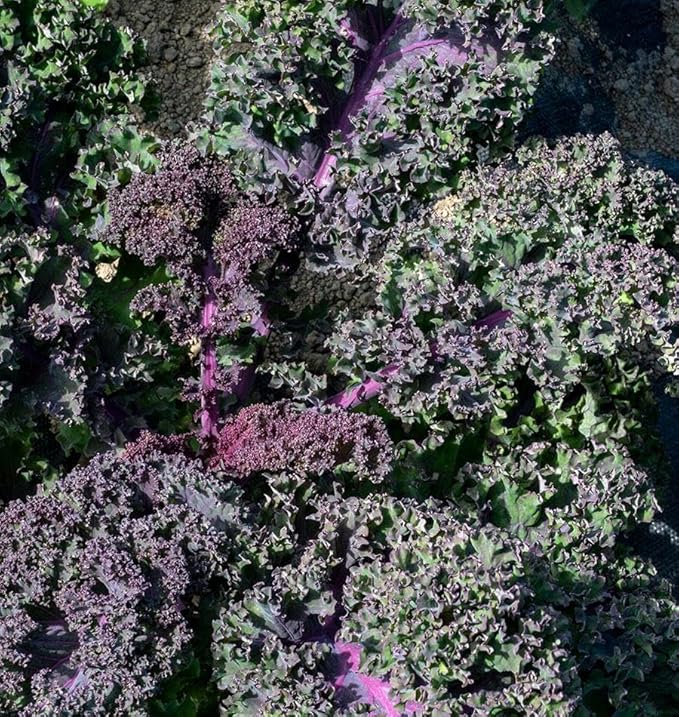 500 Scarlet Kale seeds for planting Heirloom Non GMO 2+ grams Garden Vegetable bulk Survival