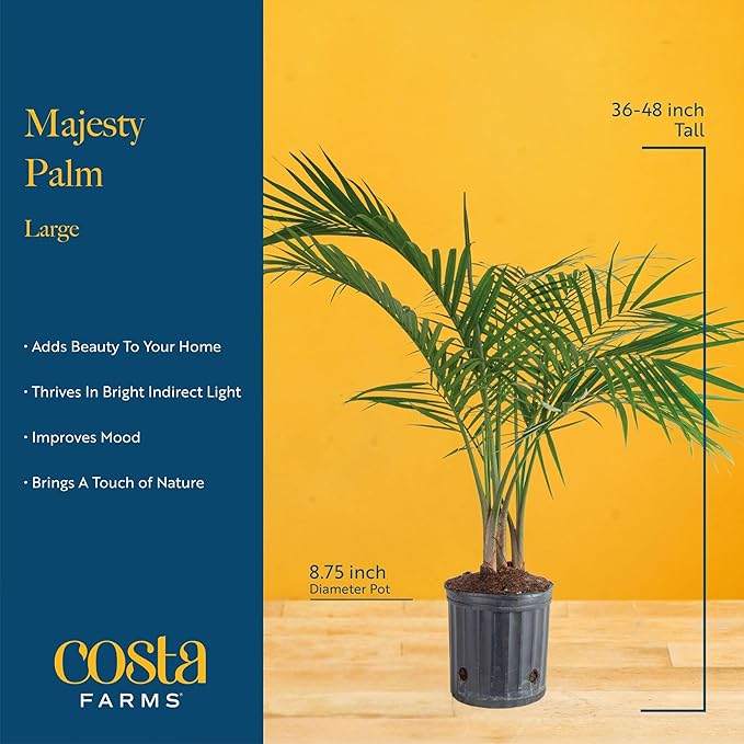 Costa Farms Majesty Palm Live Plant in Decorative Pot, Large Indoor Houseplant, Perfect for Home, Room, or Office Decor, Great House Warming or Birthday Gift, 3-4 Feet Tall