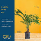 Costa Farms Majesty Palm Live Plant in Plastic Pot, Large Indoor Houseplant, Perfect for Home, Room, or Office Decor, Great House Warming or Birthday Gift, 3-4 Feet Tall