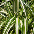 Easy to Grow Spider Plant Variegated - 2 Potted Houseplants in Grower Pots, Indoor Outdoor Low Maintenance