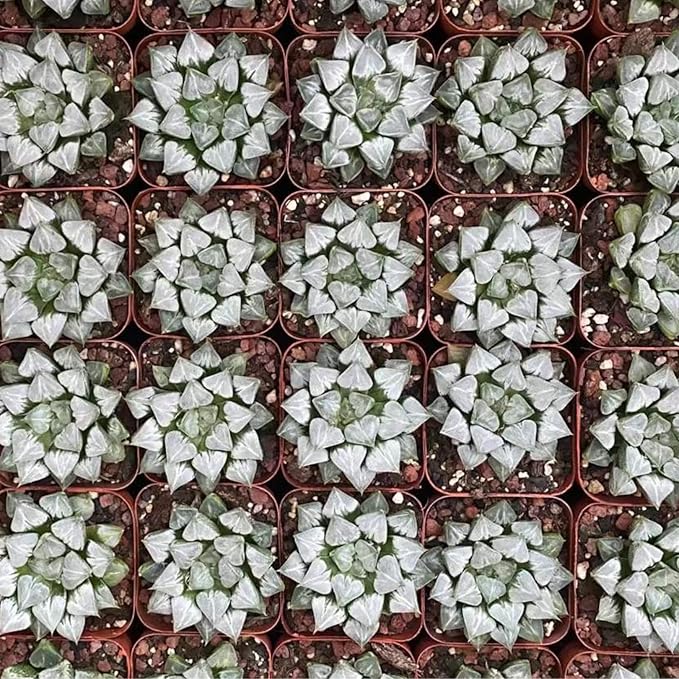 Rare Haworthia 'Love' – Exotic Succulent Plant – Unique, Collectible Live Indoor Plant – Easy-Care, Drought-Tolerant – Ideal for Succulent Enthusiasts, Workspaces & Special Occasions