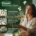 SVI 1000 Alaska Shasta Daisy Seeds (Leucanthemum) – White Daisy Flowers Seed Packets Bulk – Heirloom Wild Flowers, Perennial Flower Seeds for Indoor Garden & Outdoor Garden, Containers, Flower Beds
