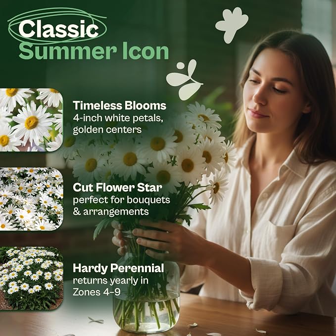 SVI 1000 Alaska Shasta Daisy Seeds (Leucanthemum) – White Daisy Flowers Seed Packets Bulk – Heirloom Wild Flowers, Perennial Flower Seeds for Indoor Garden & Outdoor Garden, Containers, Flower Beds