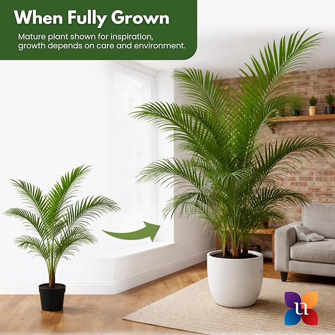 Majesty Palm Live Plant by United Nursery, Large Indoor House Plant, 32-36 inches Tall Tropical Palm Tree in Decorative Pot, Easy Care Large Floor Plant for Home Decor