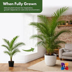 Majesty Palm Live Plant by United Nursery, Large Indoor House Plant, 32-36 inches Tall Tropical Palm Tree in Decorative Pot, Easy Care Large Floor Plant for Home Decor