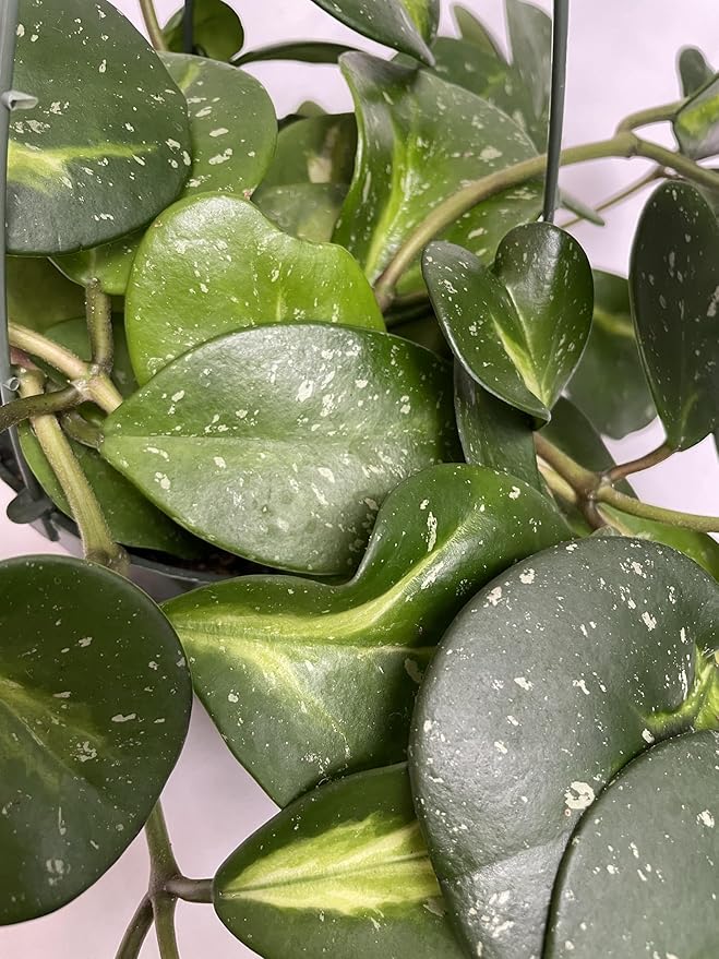 Variegated Hoya Obovata Spalsh Available in 2" Pot, 4" Pot, and 6" Hanging Pot - Hoya Live Plants Live Houseplants - California Seller (4" Pot, 1 Plant)