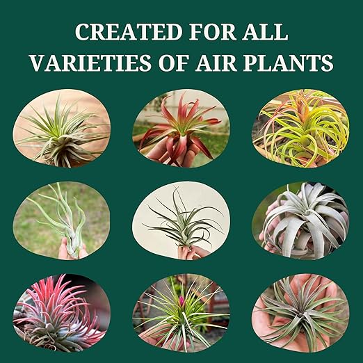 Cute Farms Tillandsia Air Plant Fertilizer | Gentle Weekly Use Formula Plant Food | Formulated Nutrients for Air Plants (8 oz. Spray Bottle)