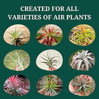 Cute Farms Tillandsia Air Plant Fertilizer | Gentle Weekly Use Formula Plant Food | Formulated Nutrients for Air Plants (8 oz. Spray Bottle)