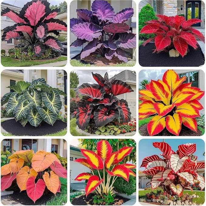 Hosta Seeds for Planting, 299+ Mixed Rare Perennial Hosta Seed, Heirloom Non-GMO Hosta Seeds for Bonsai Decoration, Home Garden