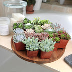 Altman Plants, Live Succulent Plants (20 Pack) Assorted Potted Succulents Plants Live House Plants in Cacti and Succulent Soil Mix, Cactus Plants Live Indoor Plants Live Houseplants in Planter Pots