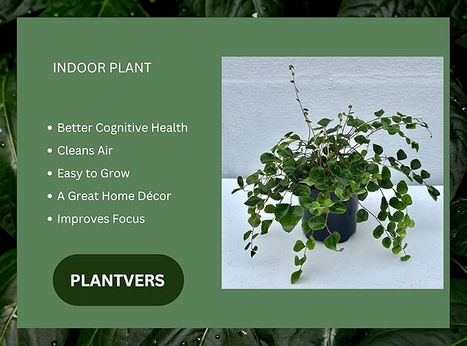 PLANTVERS Live Fern Plant in a 4" Nursey Pot | Low Maintenance Indoor Houseplant | Tropical Air Purifying Green Foliage for Home & Office Decor | Easy-Care Indoor Plant (Button Fern)